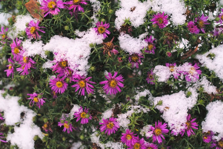 flowers covered with snow
