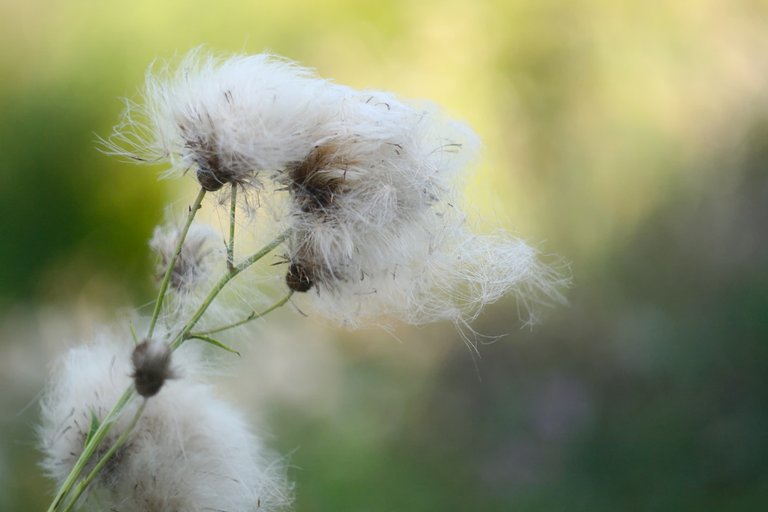 Thistledown photo