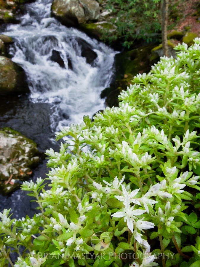 stonecrop.jpg