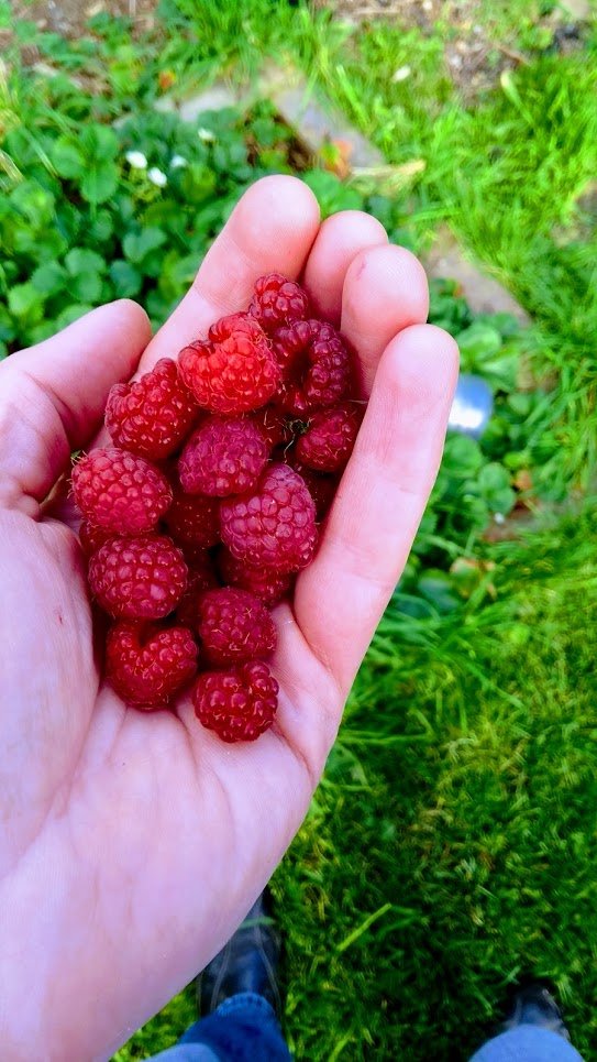 Raspberries