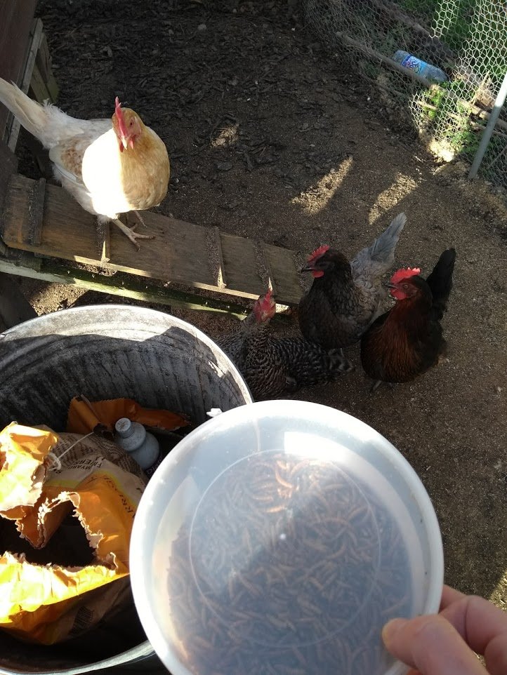 Chickens