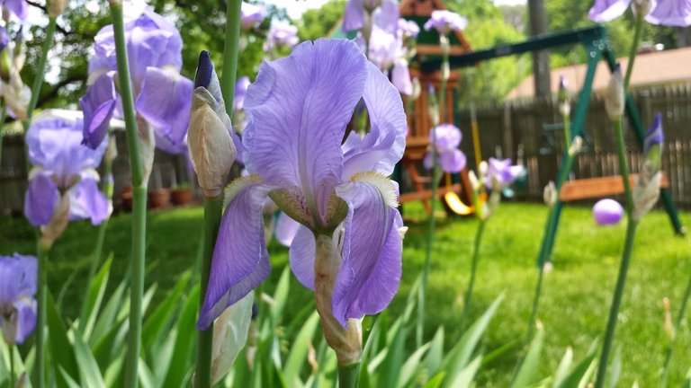 Flower