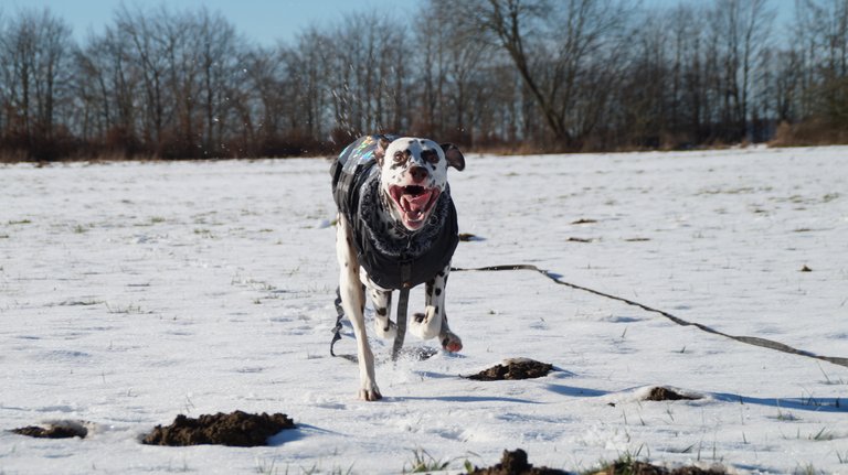 Charlie Brown in the snow