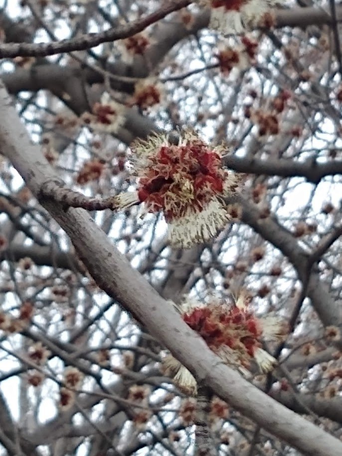 Fleure mystère