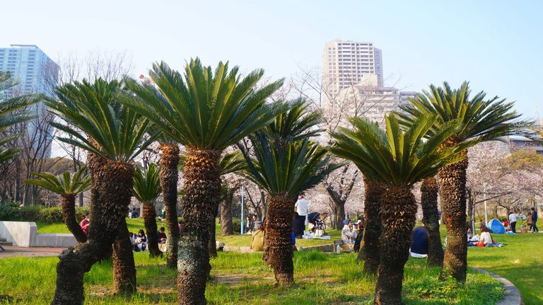Hanami party behind these peculiar trees