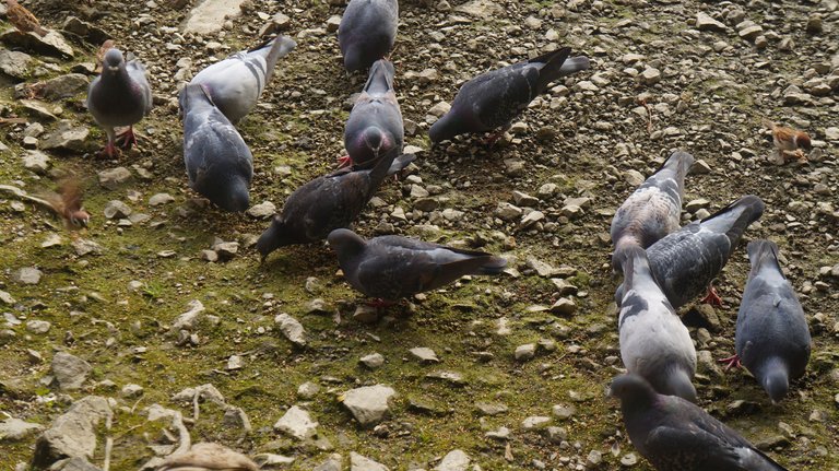 Hungry birds