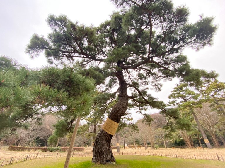Pine Tree of Imperial Troop Review