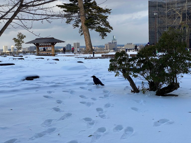 Crow on the snow