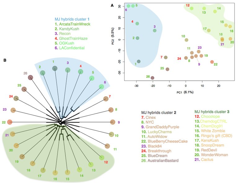 Graph illustrating the clustering of 26 MJ hybrids into three broad clusters. Indica, sativa and hybrid epithets are illustrated by the purple, red and green. A. 2D Principal Component Analysis is mirrored in the phylogenetic tree (B).
