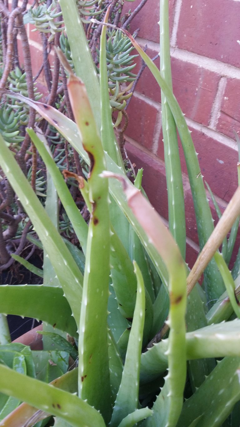 Harvesting is best when the tips turn pink.