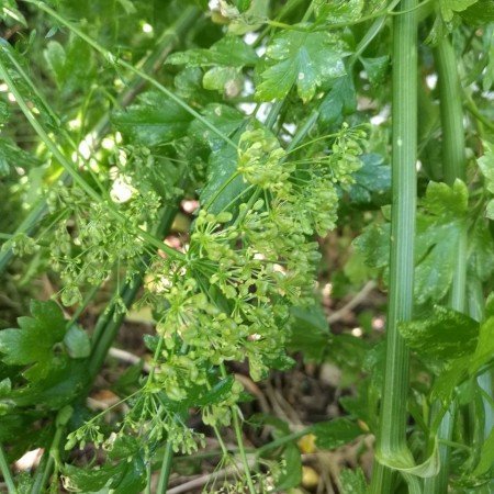 Parsley seeds are the most potent part of the plant, containing the highest level of oils.