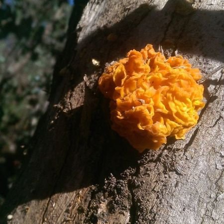 Tremella mesenterica