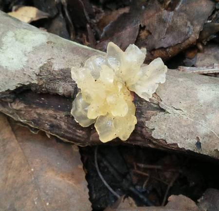 Jelly Fungi look like..well...Jelly