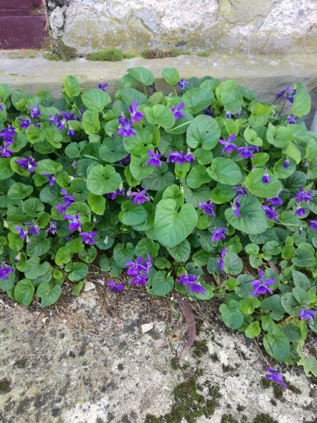 Violets