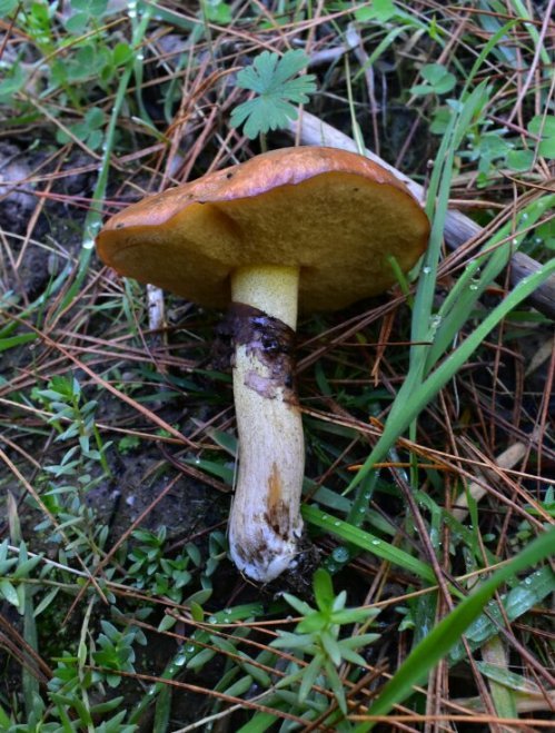 Slippery Jacks (Suillus luteus)Have a purplish veil remnant on their stems.