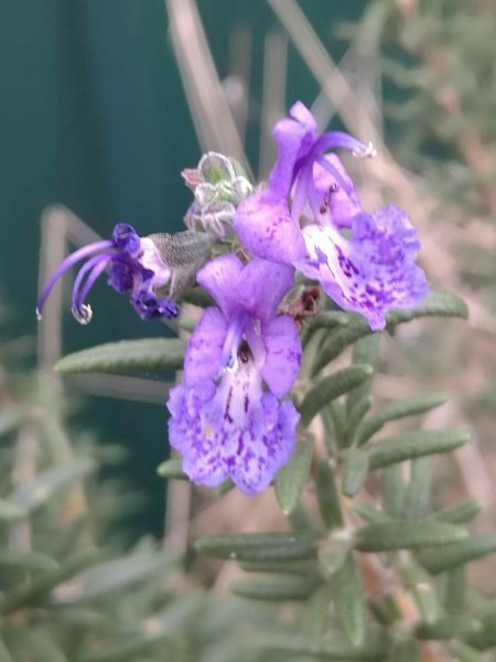 A close up of a Rosemary flower, showing he characteristics that include it in Lamiaceae.
