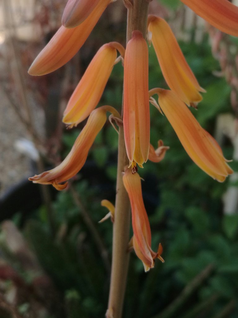 Aloe vera flowers