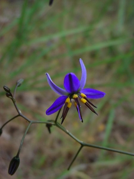 Dianella revoluta, showing the black anthers from which it gets its name.