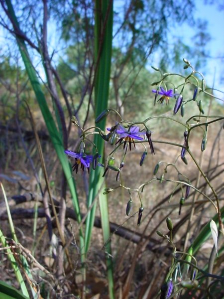 A cluster of Black Anther Flax-Lilies