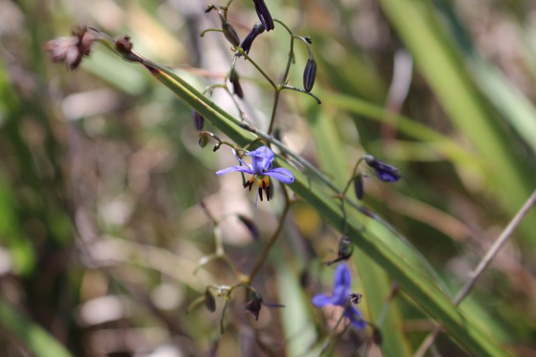 Leaves and flowers of Dianella revoluta.