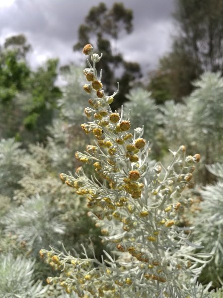 Tree Wormwood