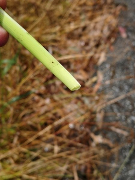 The base of the leaves is nutritious and has an anti-microbial action.