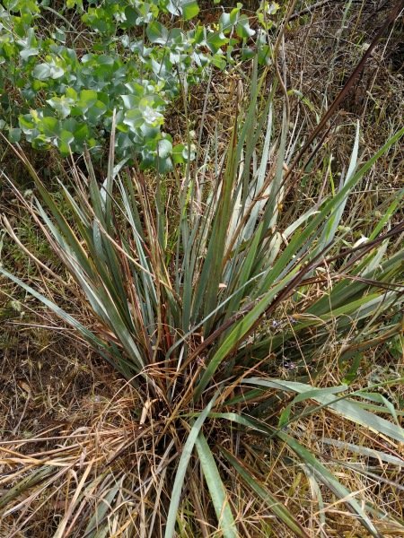 Leaves form quite dense clumps.