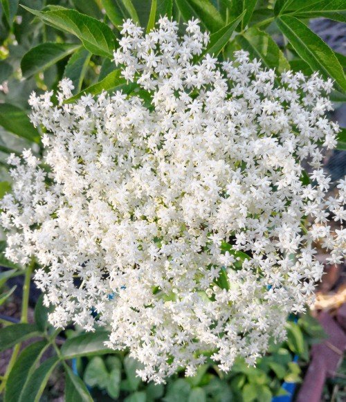 A beautiful bunch of Elder flowers