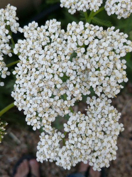 Lots of tiny flowers in the flower head.