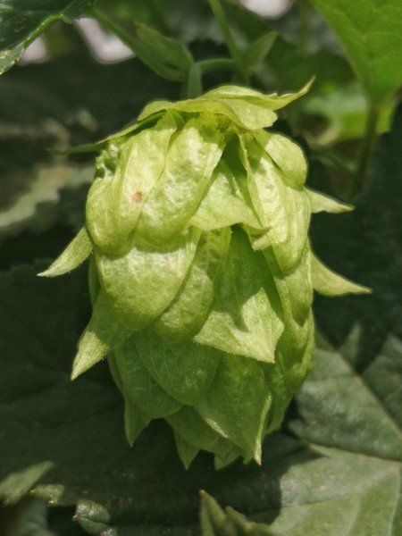 A mature, female Hops cone