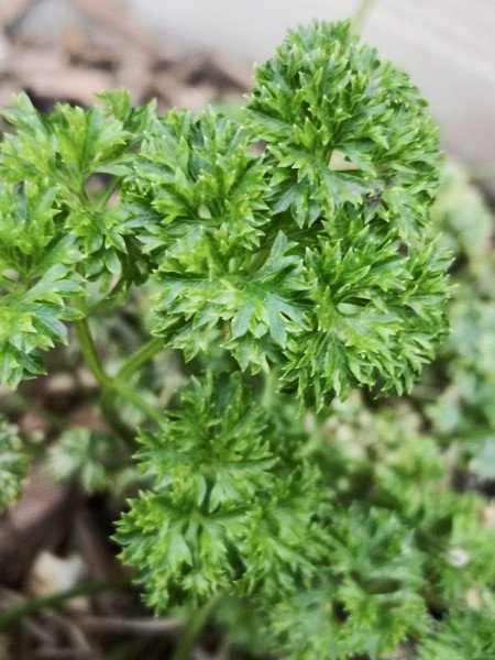 Curley Parsley
