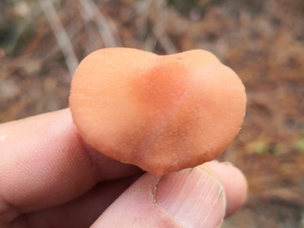 Laccaria have a velvety texture on the cap.