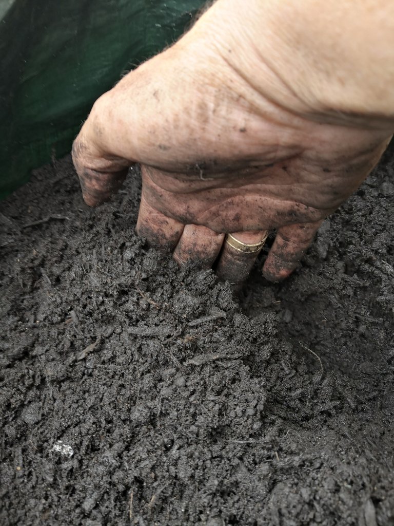 Cover the potatoes with 5-10 cm of compost.