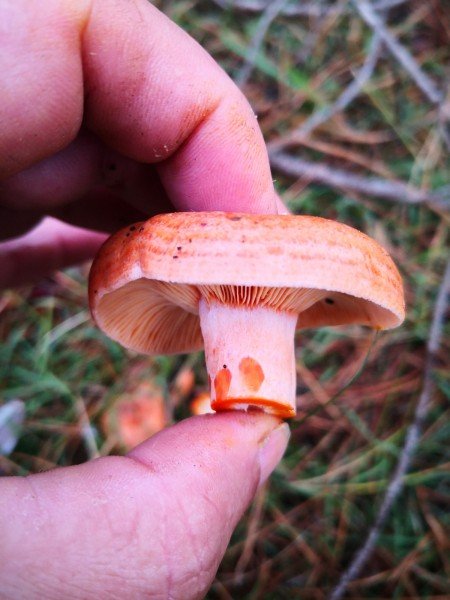 Just the right size for cooking. You can see the rings on the cap in this pic.