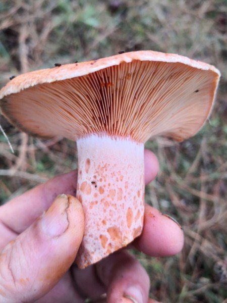 Thick, hollow stem and undivided gills. You can see the characteristic stippling (spots).
