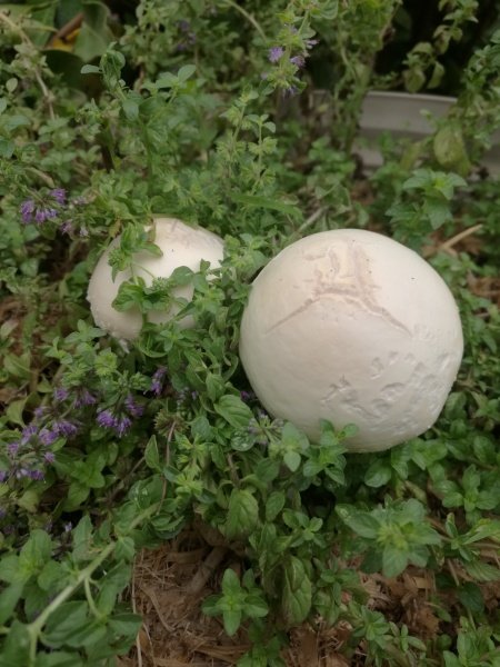 Puffballs in our garden, probably light coloured Vascellum.