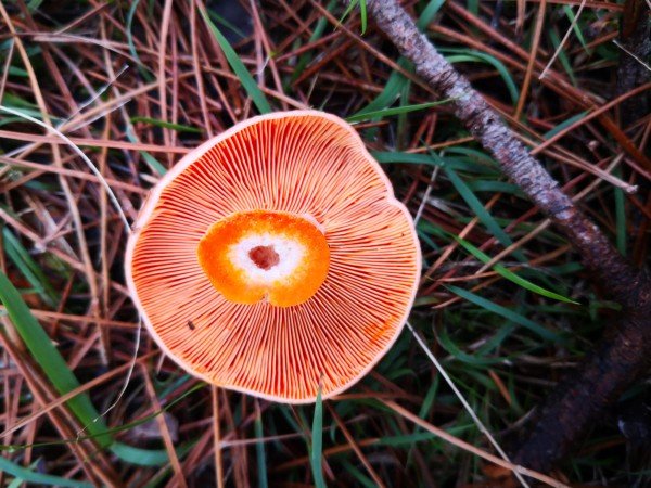 The hollow stem and orange milk. Distinct gills too.