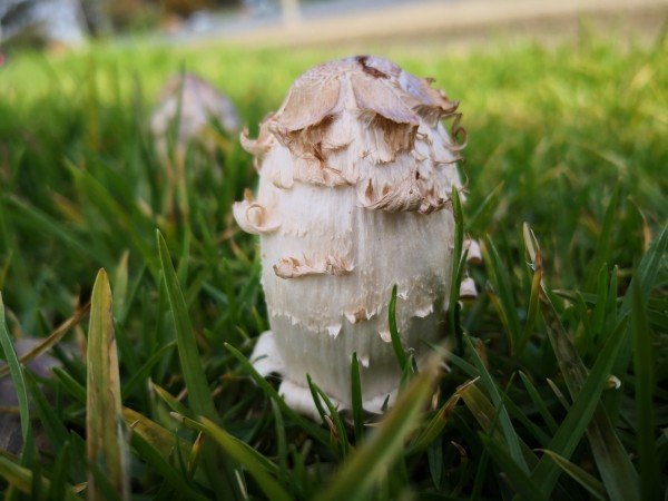 Once you've seen one, its hard to forget a Shaggy mane!