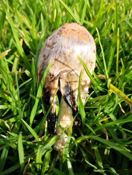 They start to decompose quickly.