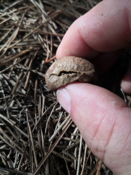 A dry specimen. Don’t inhale the spores!