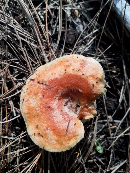 The rings may not be distinctly circular, depending on how the mushroom has grown.