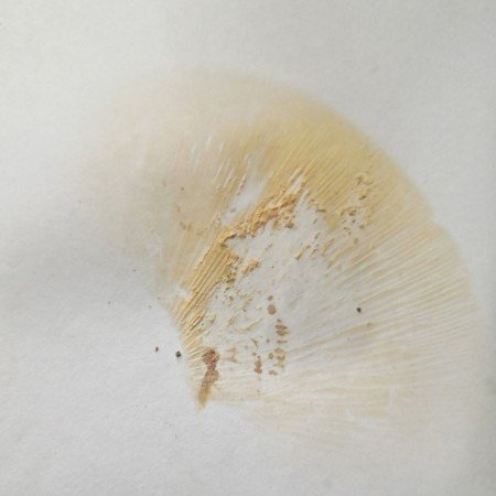 Spore print is orange