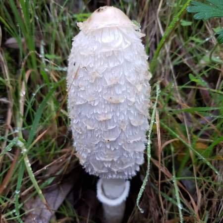 A good specimen showing the annulus on the stem.