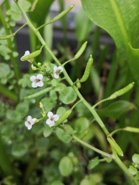 Classic Brassica flowers and seed pods.