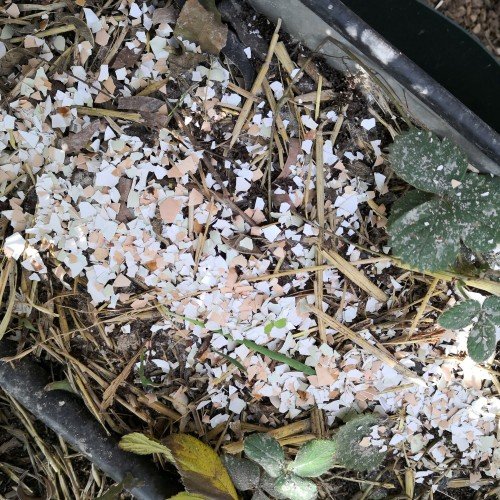 Crushed eggshells are a traditional Slug and Snail deterrent.