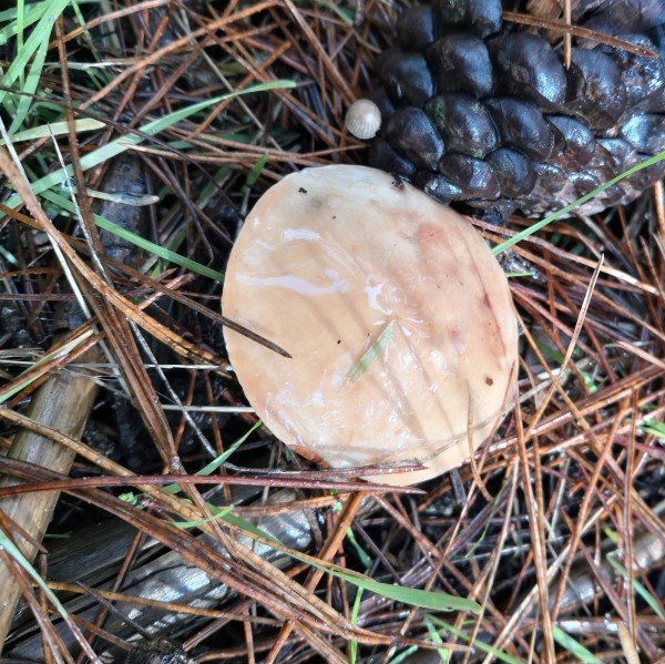 Weeping Bolete