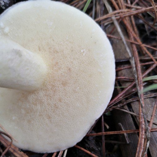 Boletes have a spongy material beneath the cap.