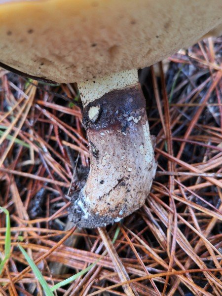 The underneath of the cap. You can see the annulus on the stem clearly, as well as the characteristic sponge material.