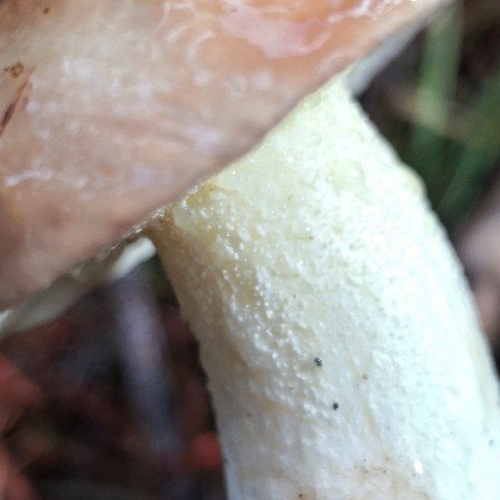 A closeup of the stem showing the granular bumps that give them their species name ‘granulatus'.