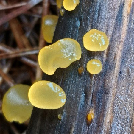 Golden Jelly Bells (Heterotextus peziziformis)